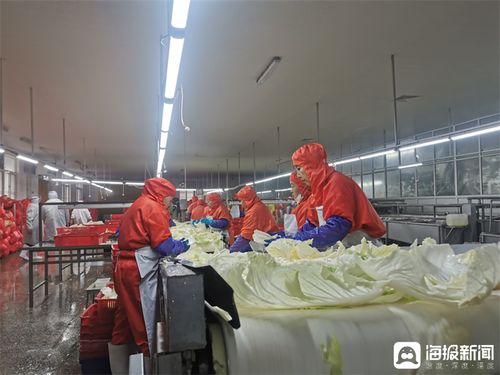 膠州大白菜蹲點(diǎn)記 從田間農(nóng)產(chǎn)品到知名品牌的華麗轉(zhuǎn)身