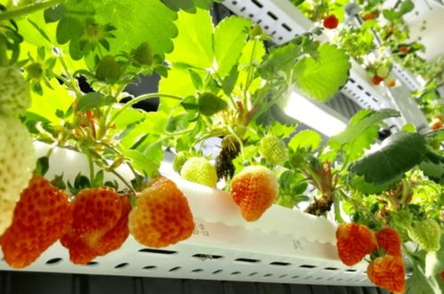 苗木植物工廠產品走入日本尋常百姓家