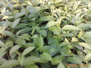 探索優良品種杜仲苗的供應世界 聚焦重慶市江津區互聯苗木基地