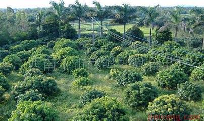 探尋“琴泉牌”蔬菜加盟之路 投資成本與店鋪運營全解析